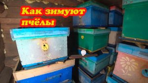 ЗИМОВКА ПЧЁЛ ВЗИМОВНИКЕ, КОНЦЕ НОЯБРЯ, КАКАЯ ВЕНТИЛЯЦИЯ И ТЕМПЕРАТУРА .