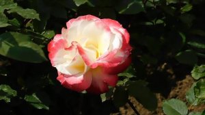 ВИДЕО ПВН  АВ   (372)