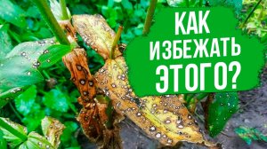 Болезни и вредители циннии.