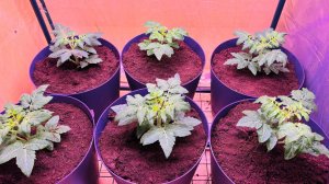 🍅Томаты на подоконнике! Выращивание Томатов зимой!!