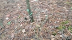 Рязань. Прогулка . Продолжение.