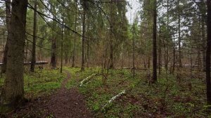 29.11.25.Охота на зайца.Перевидели зайца...#охота #охотаназайца #эстонскаягончая