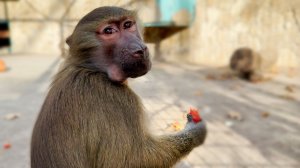 А судьи КТО? Сделали из Степана монстра и убийцу! А он гамадриленыш, который ни в чем не виноват!