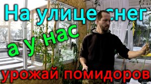 Развернул воздух под полом. Собираем урожай помидоров. Закрыли крышу не смотря на снег.