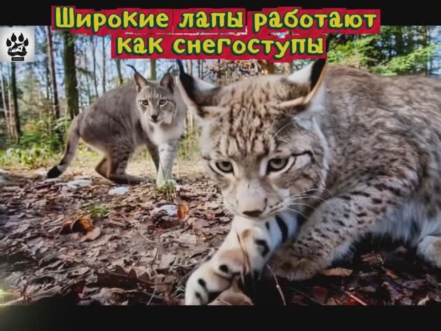 Невероятные факты: Рысь — призрак хвойного леса 🌲 смотреть онлайн