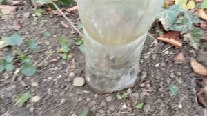 Восход южного солнца ☀Наша идилия с кошками ! Мои цветы на подоконнике🪴🪴🪴. Юг России🌴