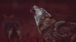 Время волков