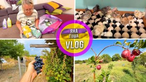 У нас цыплята! Распаковка покупок с ВБ. Последний урожай в этом году.