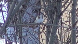 Ловля щеглов.