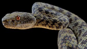 Пытался спасти жабу: огромная змея набросилась на россиянина на Бали