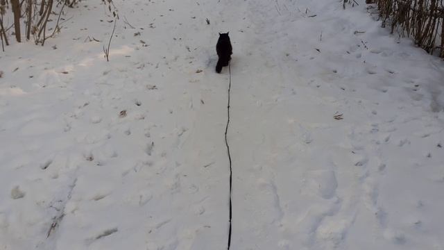 Мишка на прогулке.