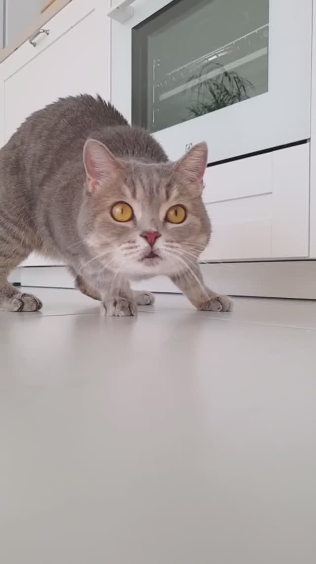 🐱 Ну, какова красота!