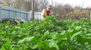 Как вырастить клубнику крупной и сладкой