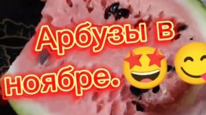 арбузы в ноябре.