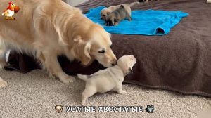 Котята и щенята 🐈🐶 Кошки и собаки 🤗 Милое видео про животных (9)