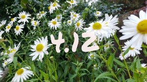 Лунный календарь для цветоводов с1.12-7.12.25г.