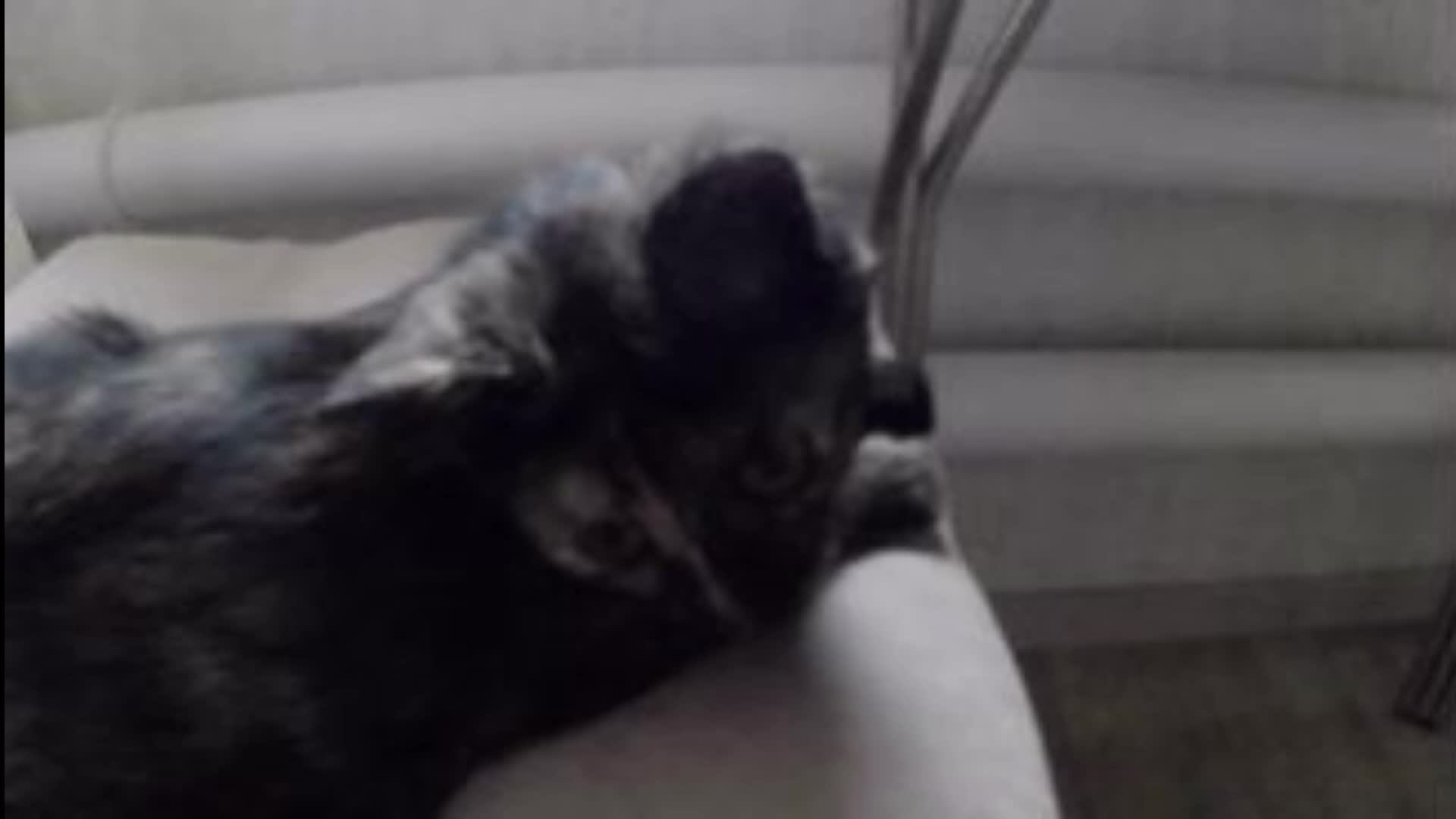 ежик из яблока смотреть онлайн