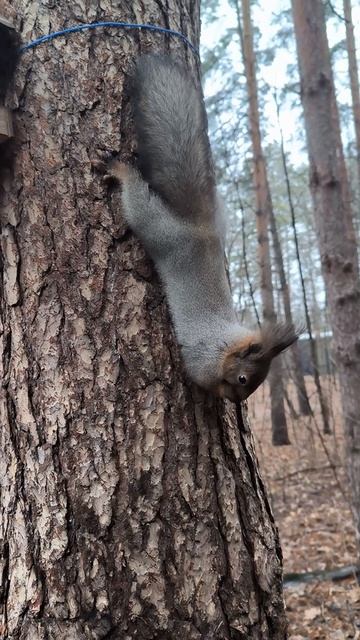 Белка проверяет кормушку