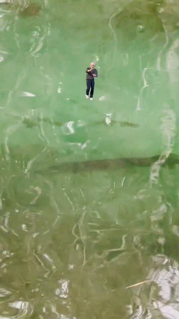 Гулял по парку, встретил щуку, передавала всем большой привет 👋 смотреть онлайн