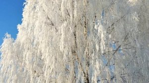 1 ДЕКАБРЯ. ЗДРАВСТВУЙ, ЗИМУШКА- ЗИМА!