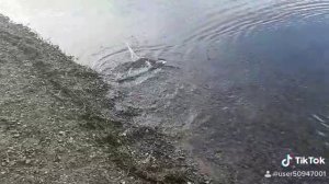 И с берега ловится достойная рыба 🔥🙃