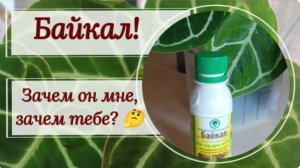 Байкал (не озеро)!   НЕ РЕКЛАМА, а опыт использования! Сравнение с другими биопрепаратами.