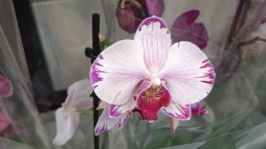 30.11.2025г. Орхидеи к Дню Матери в Лемана Про.