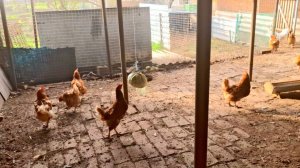 913 Wildberries отказал .Продавец молчит.Главное Куры рады.