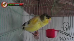 Для обучения пению канареек (русский певец, поющий канарейку) Canto de canario bird sounds
