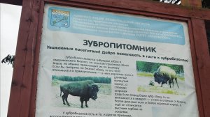 Зеленая дача: Наше незабываемое путешествие к зубробизонам