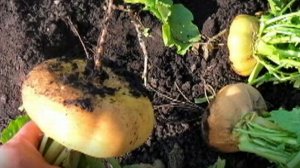 Выращивание репы