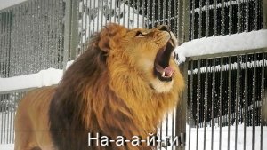 Лев Ричард и Найти связали себя ниточкой - веревочкой!