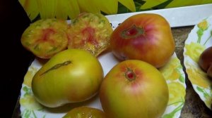 Мой ЛЮБИМЧИК среди Томатных Гномов - Розелла би-колор. №900-26. Кому она понравится