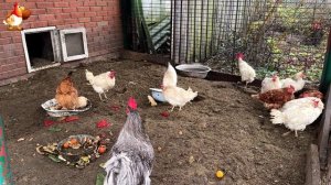 Куры осенью очень счастливы 🤗😂😜  (24)