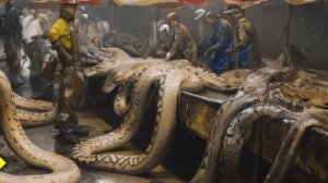 Китай Выращивает миллионы змей. Секреты змеиного хозяйства, о которых молчали века!