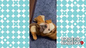 Английский бульдог Чарли. Видели видео? Фрагмент выпуска от 30.11.2025