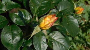 ВИДЕО ПВН  АВ   (385)