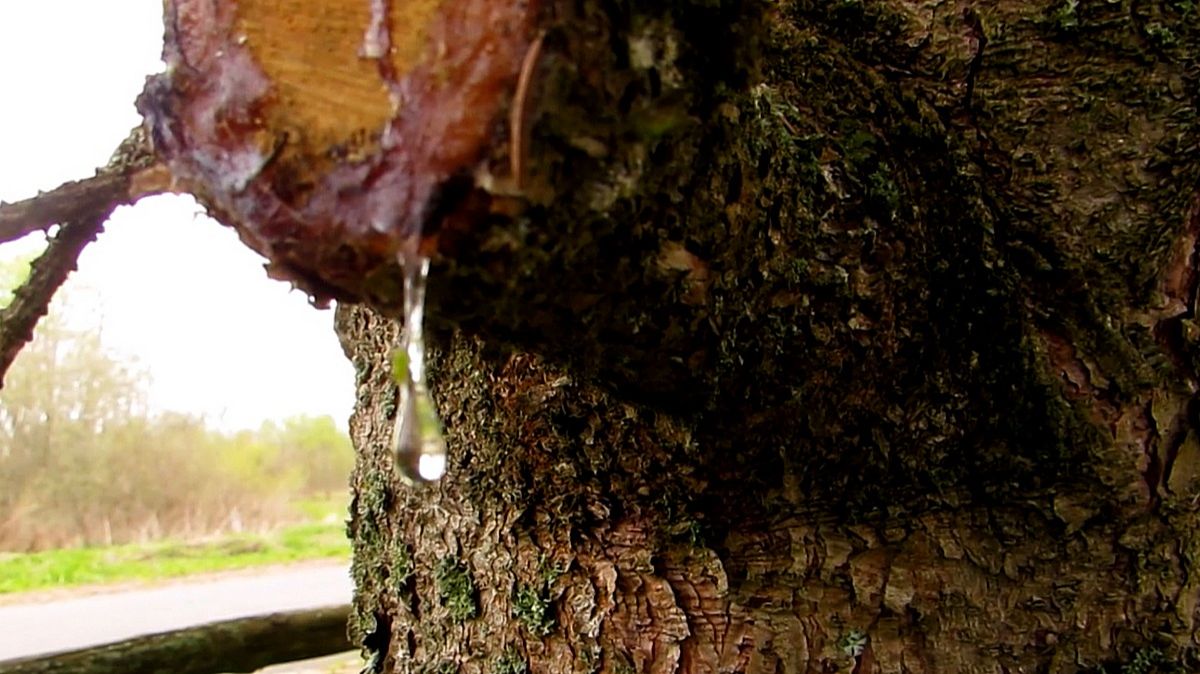 Прозрачная смола