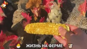 Счастливая жизнь на ферме успокаивает и радует 🐮🐣🐔 выпуск (4)