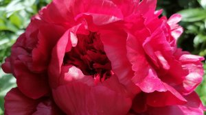 С праздником милые женщины🌹🪷🌹🌹🪷