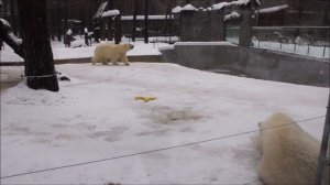 Белка и Стрелка выспались, походили и дождались ужина 27.11.2025