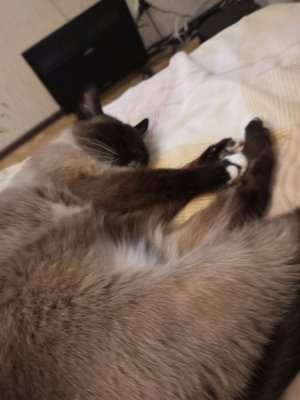 мяу 🐈 мур мур