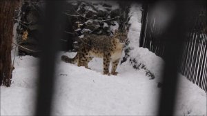 Снежный барс Саян очень хочет на свой любимый гамак, но на нём вырос сугроб 27.11.2025