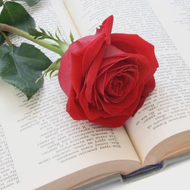 Запах стихов смотреть онлайн