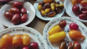 Томаты Черри, томаты Коктельного типа.  т. 89229284031