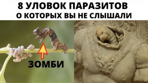 8 уловок паразитов, о которых вы не слышали _ Люди предпочитают не знать об этом