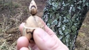 Шкатулка в ноябрьском лесу с рябиной