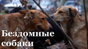 Специальный репортаж Никиты Жилкина о проблеме с бездомными собаками в ЛНР