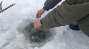 Рабалка на Зее. Установка живцов с Николаем. Продолжение следует