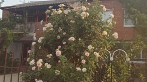 Второе цветение розы Эден Роуз (Пьер де Ронсар).